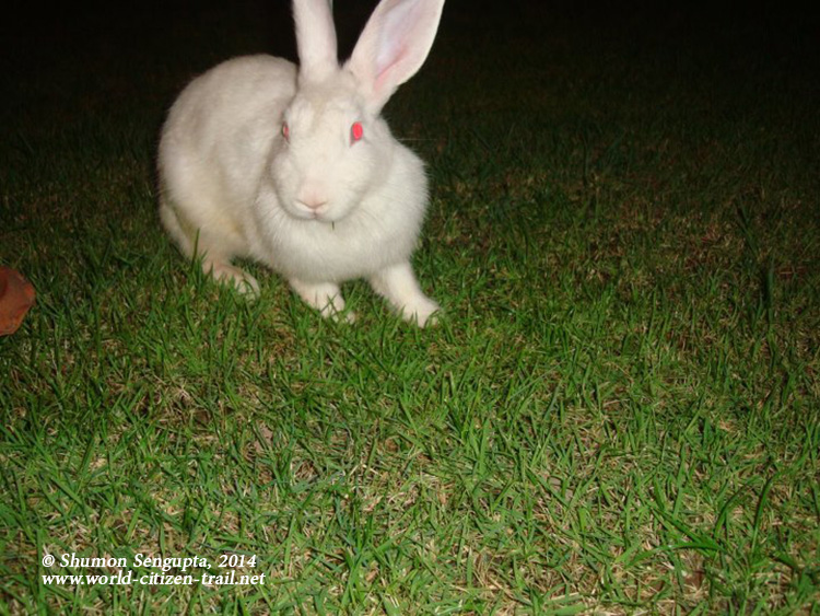 Snowball - Minnie's rabbit.