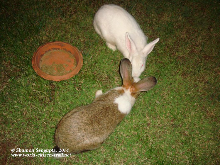 Snowball and Vanilla - Minnie's rabbits.