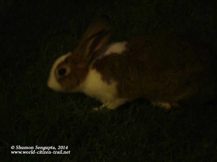 Vanilla - Minnie's rabbit