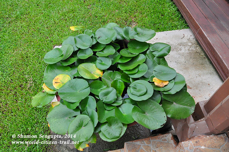 Vientiane International School - lotus..